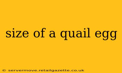 size of a quail egg
