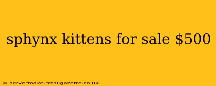 sphynx kittens for sale $500