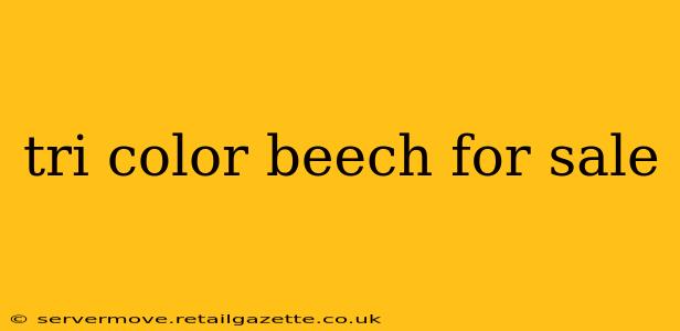 tri color beech for sale