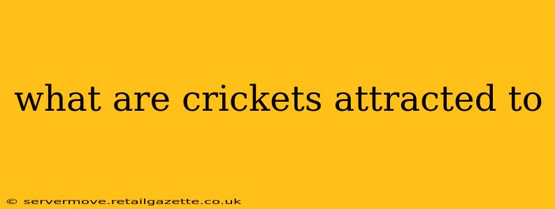 what are crickets attracted to