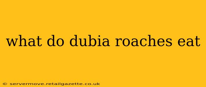 what do dubia roaches eat