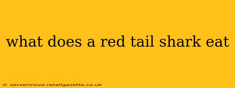 what does a red tail shark eat