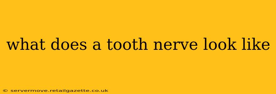 what does a tooth nerve look like