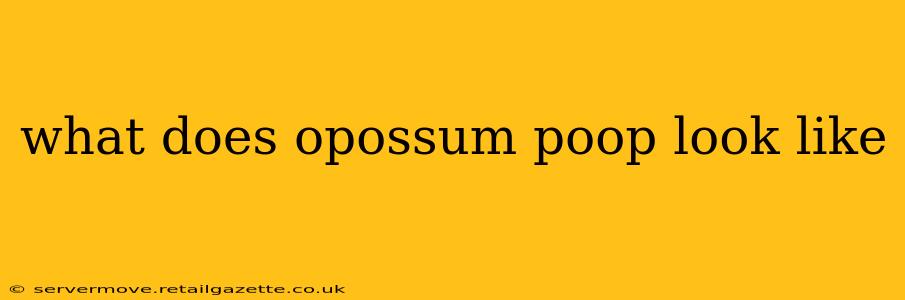 what does opossum poop look like