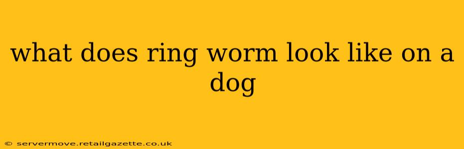 what does ring worm look like on a dog