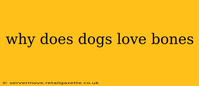 why does dogs love bones