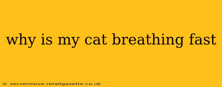 why is my cat breathing fast
