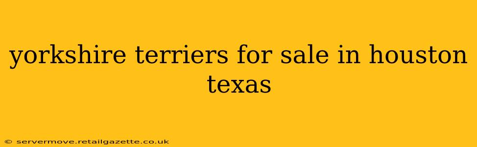 yorkshire terriers for sale in houston texas